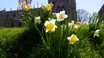 Louth Daffodils.jpg